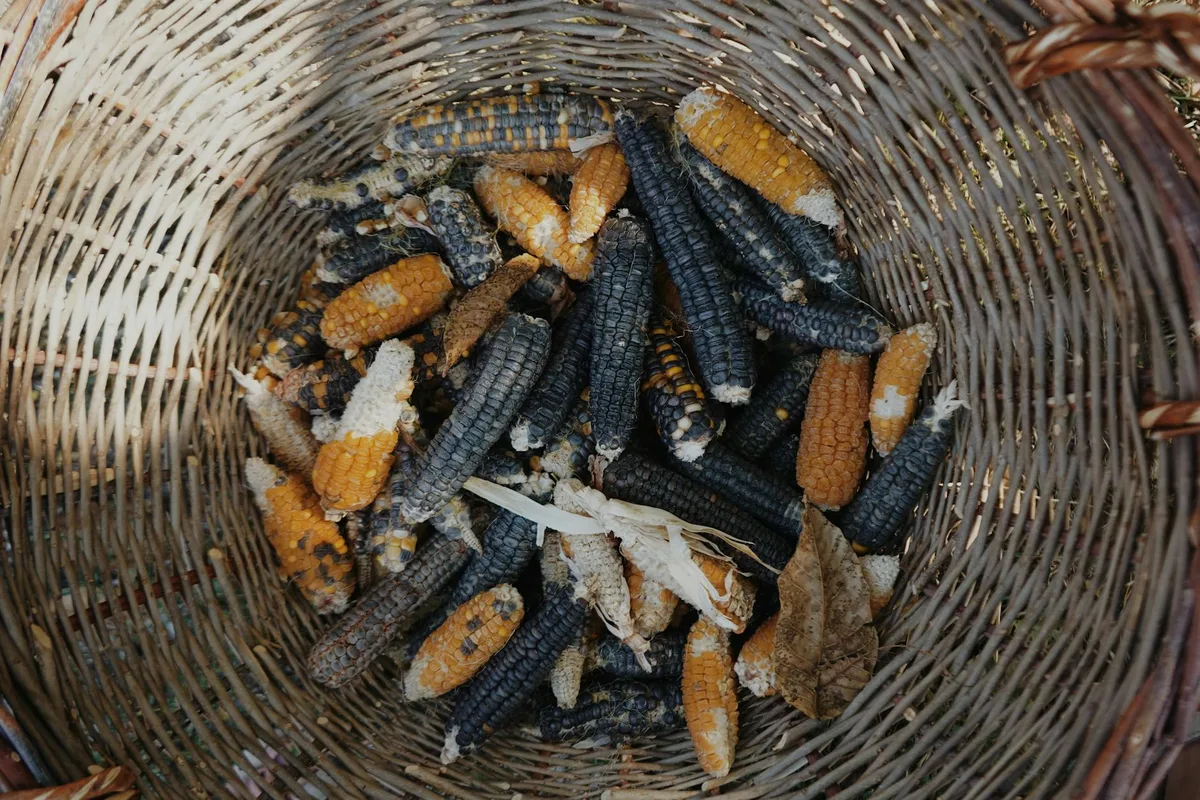Air fryer basket with corn