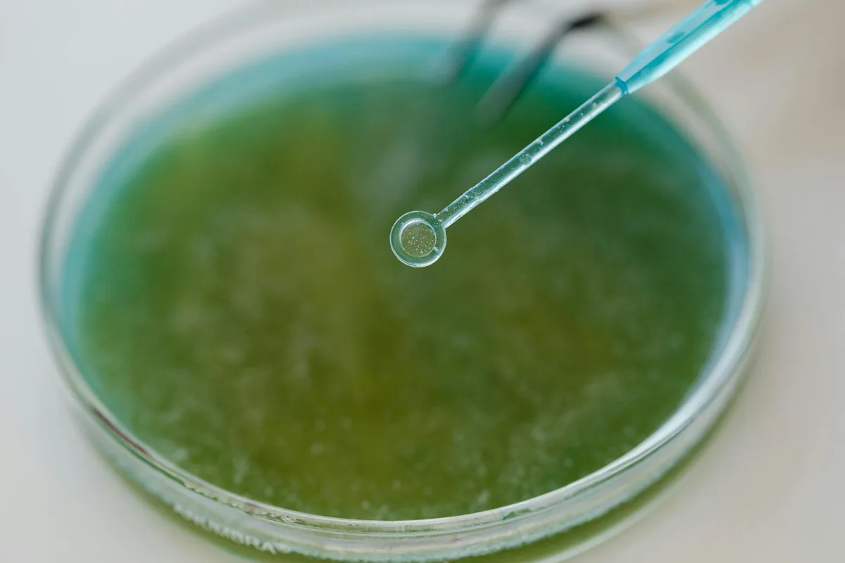 bacterial growth on lettuce