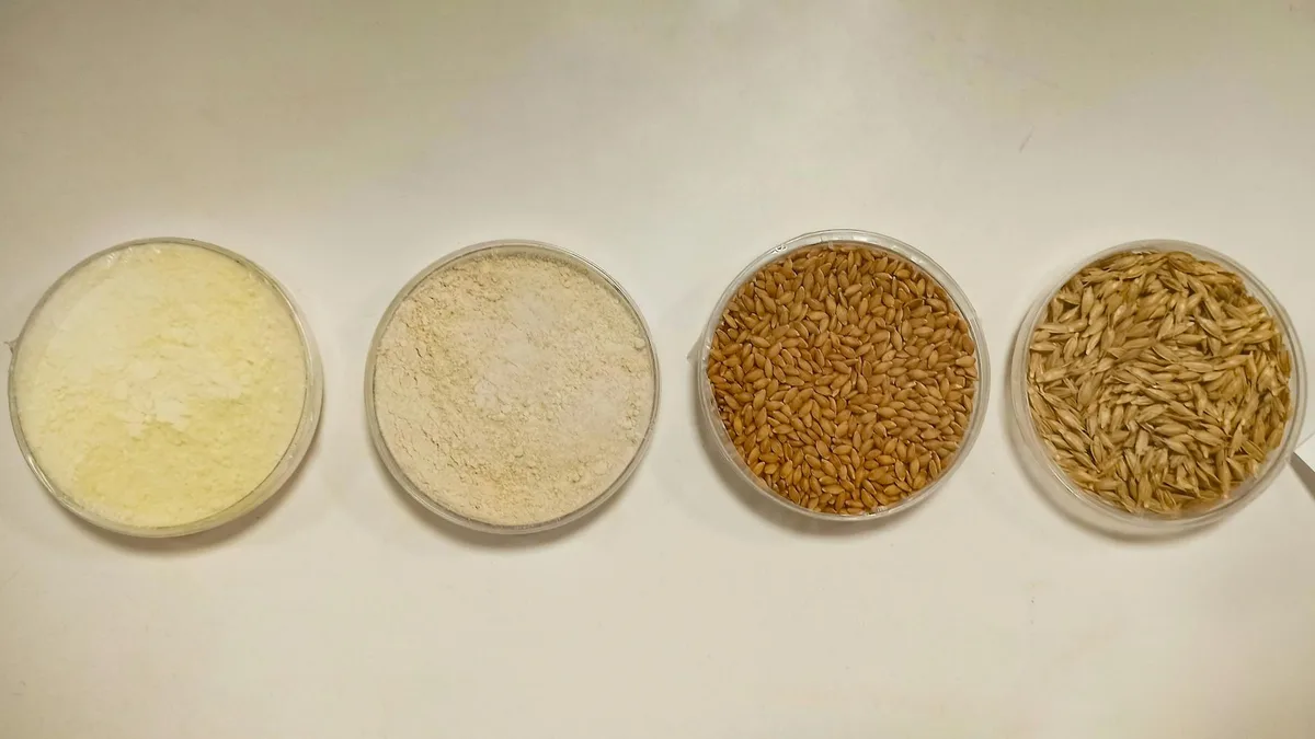 Bread flour protein content