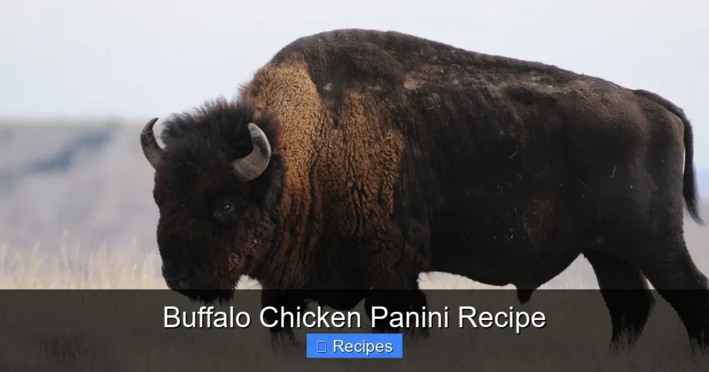 Buffalo Chicken Panini Recipe Buffalo Chicken Panini Recipe