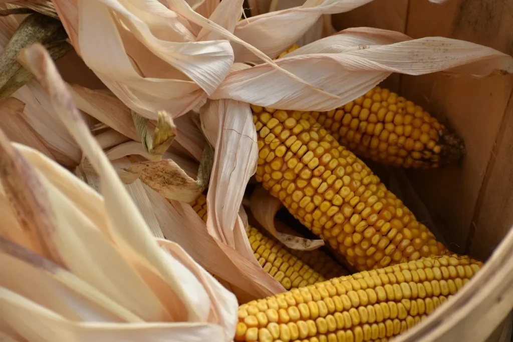 Can I Cook Corn On The Cob In The Oven