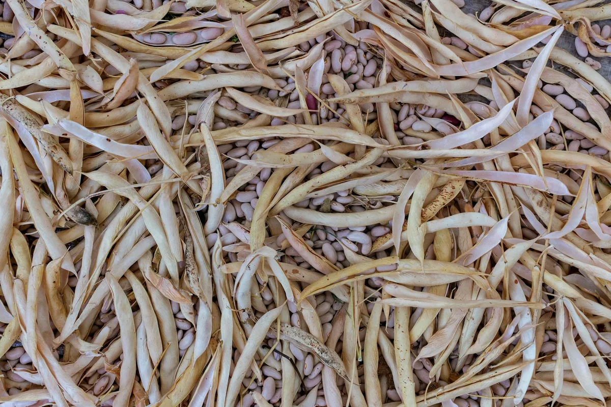 dried beans pie weights