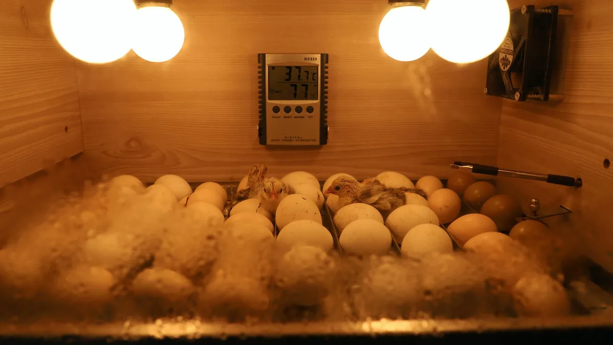 food safety chicken cooking