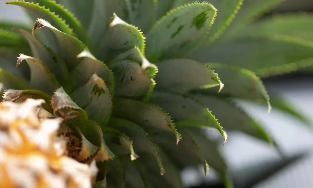 Fresh ripe pineapple