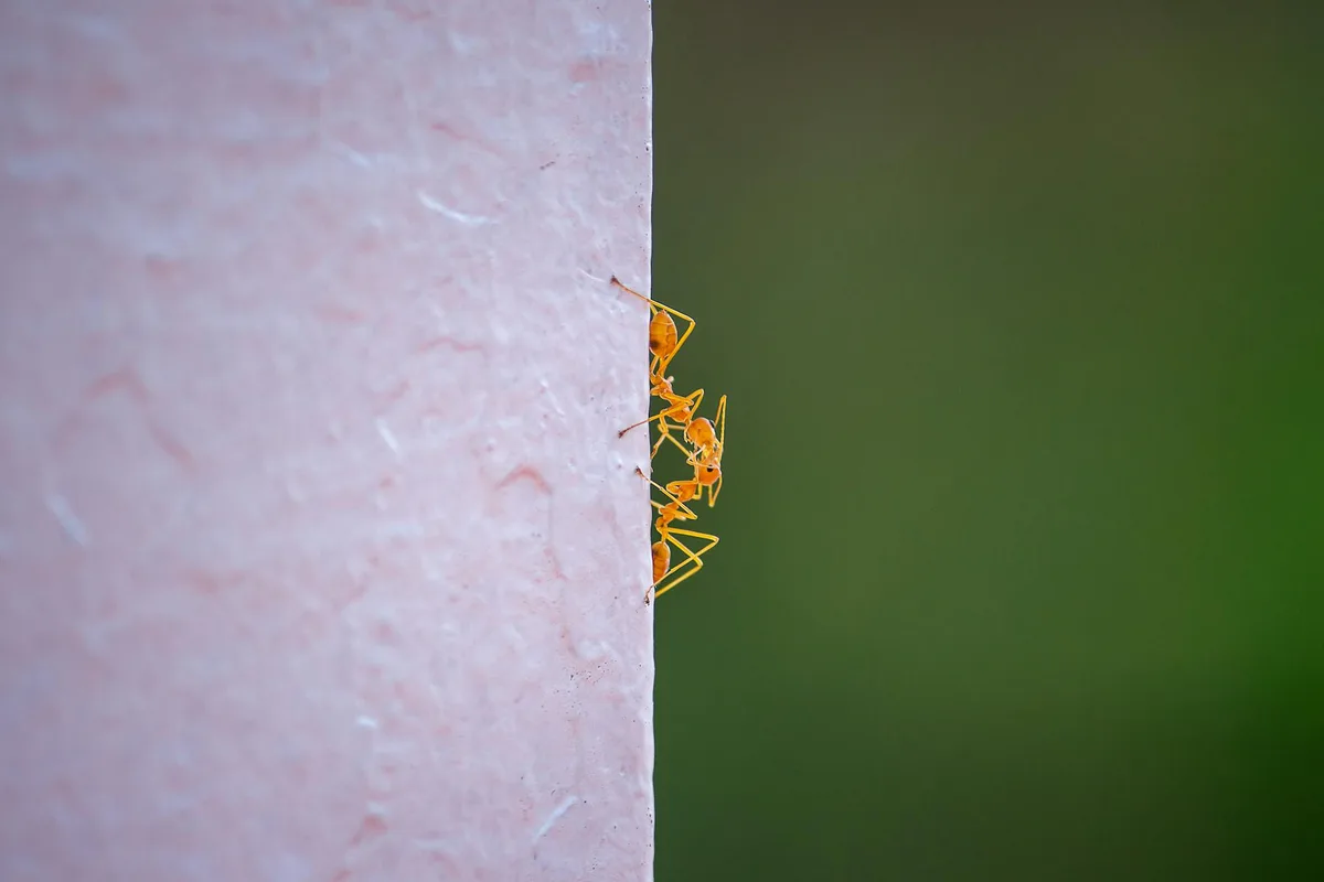 How Do You Get Rid Of Black Ants In The Kitchen