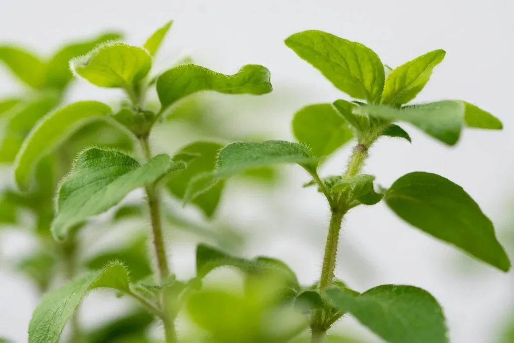 How To Use Oregano