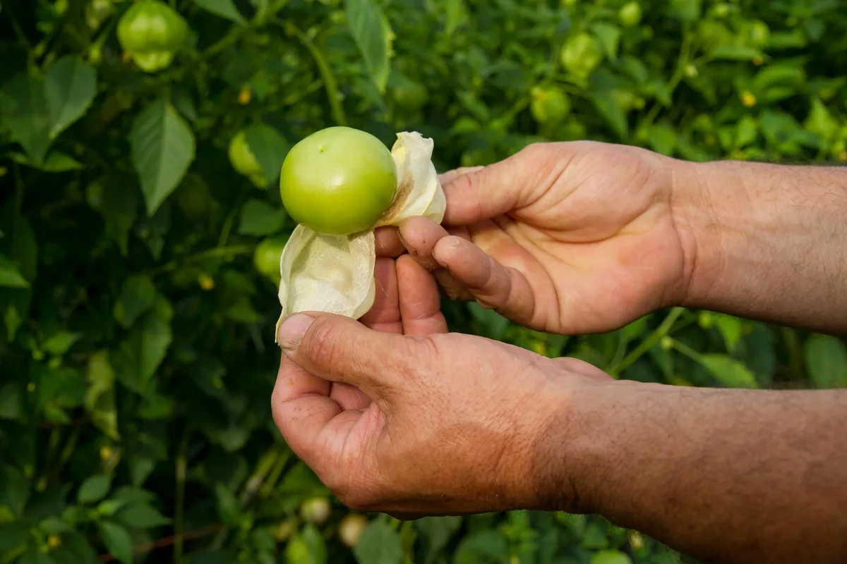 How To Use Tomatillos