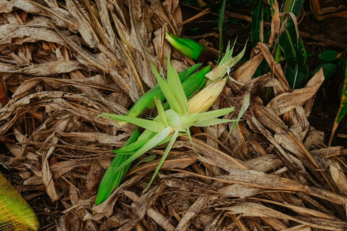 Husk-On vs Husk-Off corn comparison