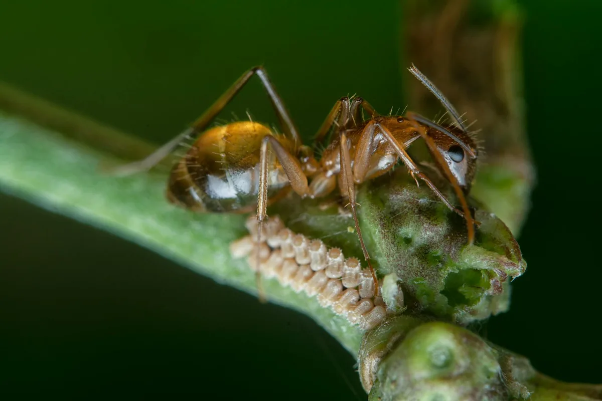 Monomorium minimum identification