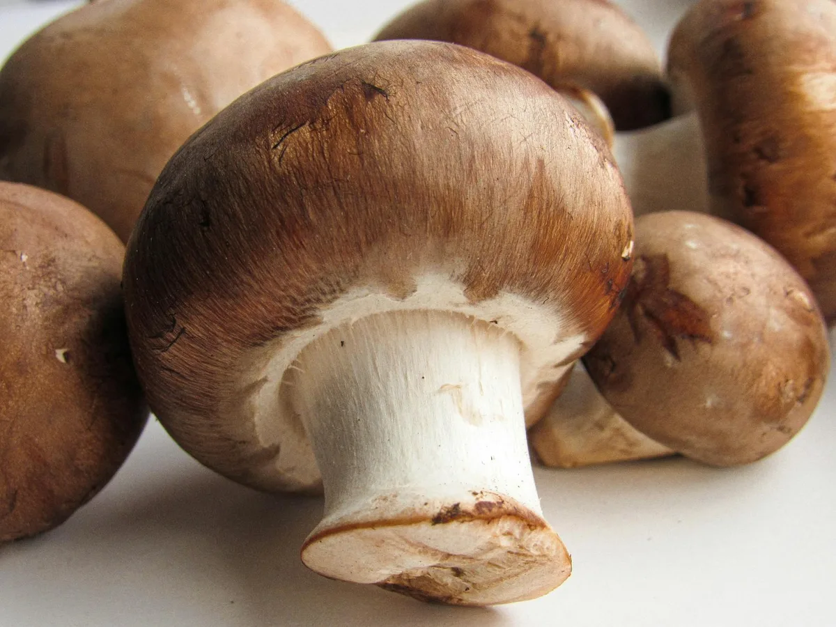 portabella mushrooms