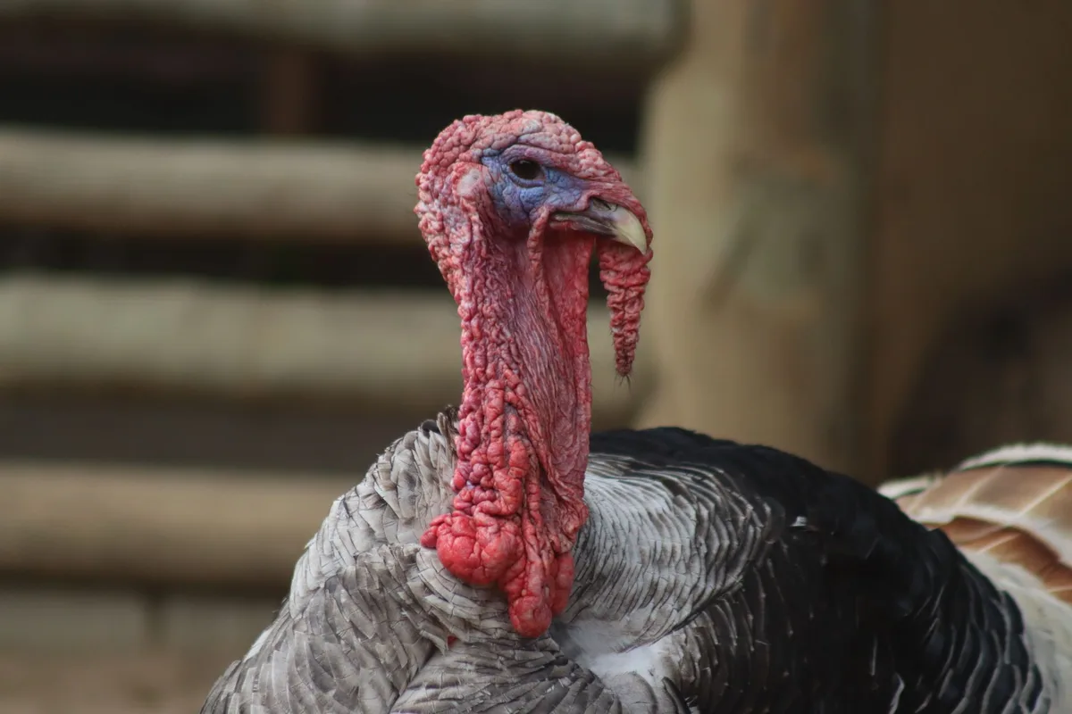 Signs of Spoilage: Smell, Texture, and Appearance