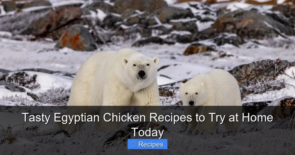 Tasty Egyptian Chicken Recipes to Try at Home Today