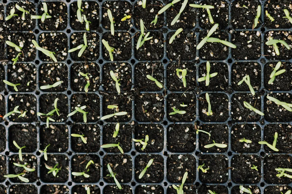 cherry seed germination