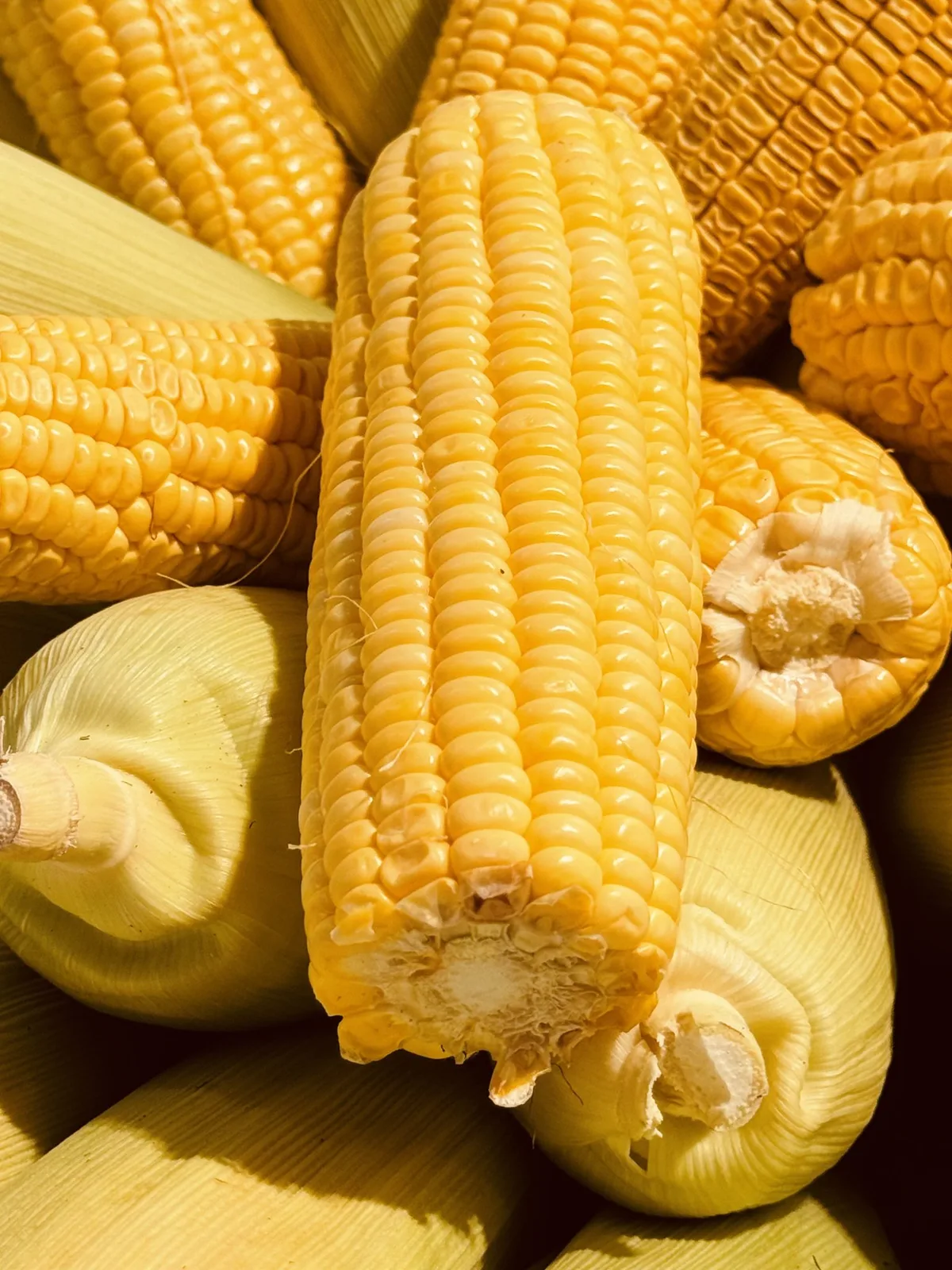 Corn on the cob with husk