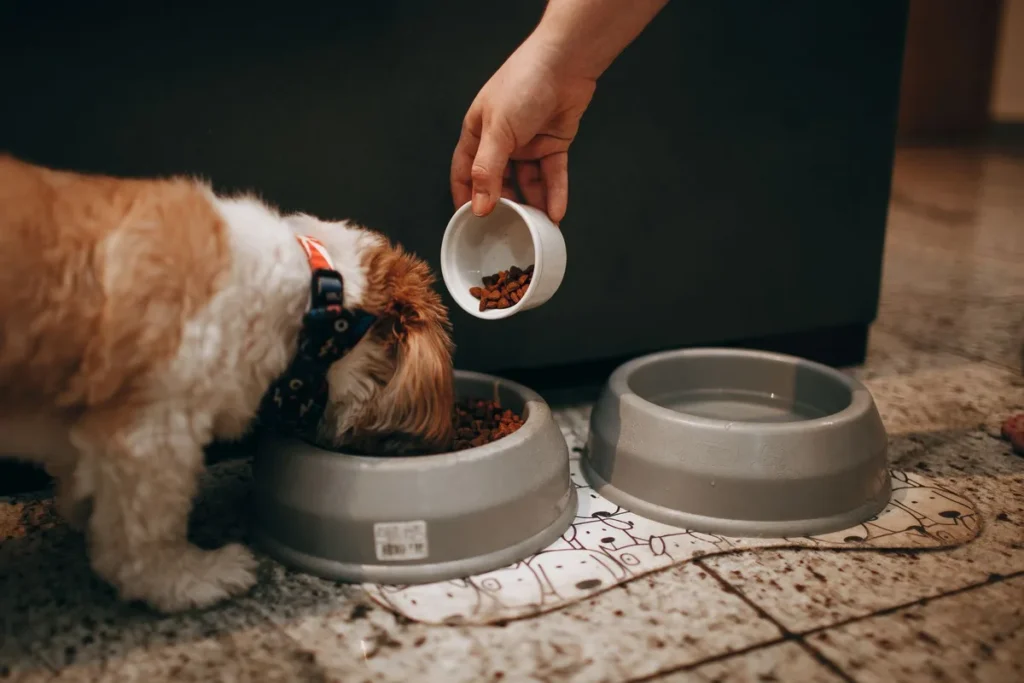 dog eating rice