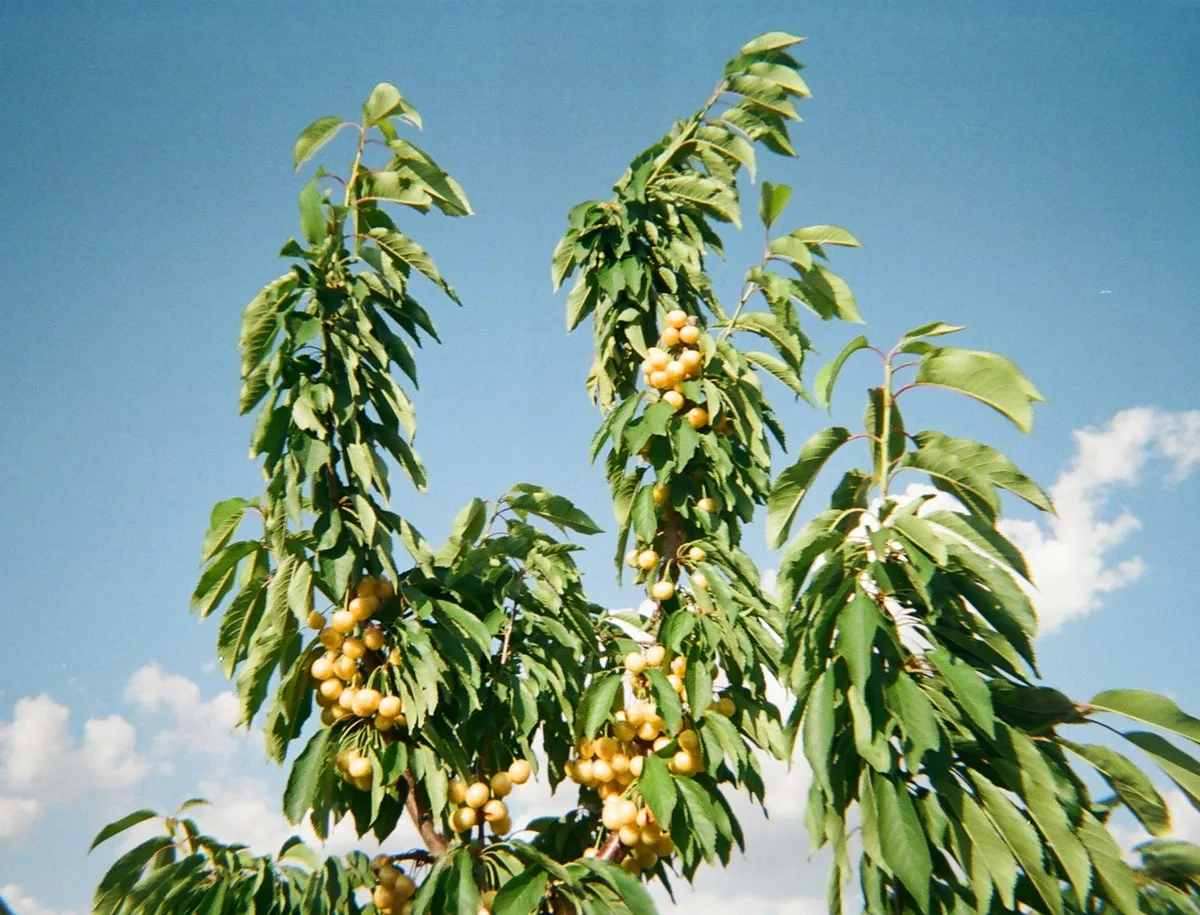 mature fruit-bearing cherry tree