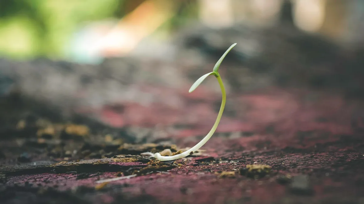 Peach seedling