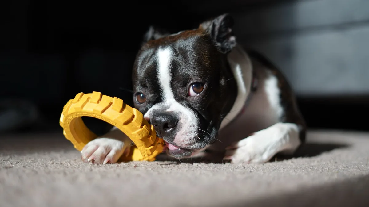 safe dog chew alternatives