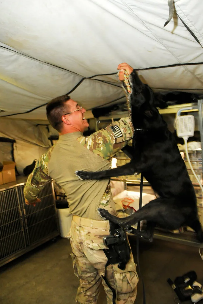 veterinary examination